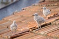 Small chicks of an urban gull on a tiled roof 4