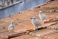 Small chicks of an urban gull on a tiled roof 2