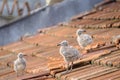 Small chicks of an urban gull on a tiled roof 3