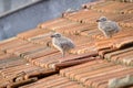 Small chicks of an urban gull on a tiled roof 6