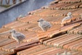 Small chicks of an urban gull on a tiled roof 5