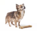 Small chihuahua with big bone Royalty Free Stock Photo