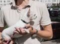 A small chihuahua dog with big eyes sits on the owner& x27;s arms while walking outside on a sunny day. Royalty Free Stock Photo