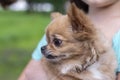 Small Chihuahua dog, close-up, in the hands of a girl Royalty Free Stock Photo