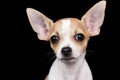 Small chihuahua dog looking at the camera with a funny expressio Royalty Free Stock Photo