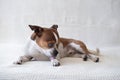 Small chihuahua dog looking at camera and licking his paw.