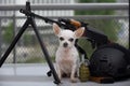 A small chihuahua dog poses near a large machine gun and ammunition for playing airsoft or airsoft.