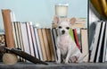 A small Chihuahua dog reads a book sitting in a cozy living room on the windowsill near the window among other books. Royalty Free Stock Photo