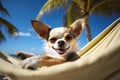 Funny Chihuahua dog relaxing in hammock with tropical beach in background Royalty Free Stock Photo