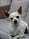 Small Chihuahua dog resting peacefully on the couch, looking alertly at the camera