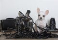 A small chihuahua dog sits on a table next to a video camera, entangled in a thin black tape of a video cassette.