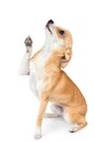 Small chihuahua dog Royalty Free Stock Photo