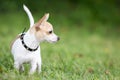 Small chihuahua dog standing on green grass Royalty Free Stock Photo