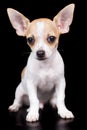 Small chihuahua dog standing and looking at the camera Royalty Free Stock Photo