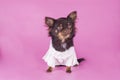 Small chihuahua isolated on pink background