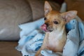 Small Chihuahua licking nose on blue blanket