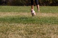 Chihuahua playing outdoors