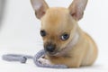 Small Chihuahua Puppy Dog chewing on rope toy on white background Royalty Free Stock Photo