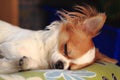 small chihuahua is sleeping Royalty Free Stock Photo