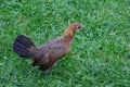 Small chiken hen on the move.
