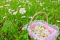 Small child basket with picked flowers of white Daisy Royalty Free Stock Photo