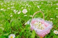 Small child basket with picked flowers of white Daisy Royalty Free Stock Photo