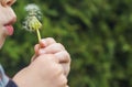 A small child blows away a fluffy dandelion. Royalty Free Stock Photo