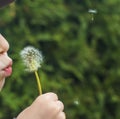 A small child blows away a fluffy dandelion. Royalty Free Stock Photo
