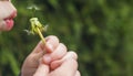 A small child blows away a fluffy dandelion.