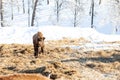 A small child brown bison or wall street bull stands near the hay on snow at winter. An endangered species of animals listed Royalty Free Stock Photo