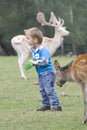 Small child between the fallow deer Royalty Free Stock Photo