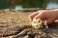 Small child hand holding a bouquet of blossom chamomile flowers