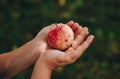 a small child holds a red apple in his hands Royalty Free Stock Photo