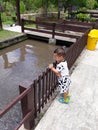 a small child looking at fish in a pond in a park Royalty Free Stock Photo