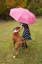 Small child, pink umbrella, striped dress, and boxer bulldog plays in the rain.