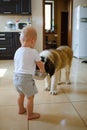 little child plays in the house with a St. Bernard puppy.