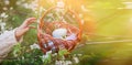 small child reaches with hand to Easter basket with painted eggs, hanging on branch of cherry tree with flowers. Easter Royalty Free Stock Photo