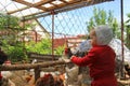 A small child in a red suit and white hat is looking at chickens and a rooster in a chicken coop on a farm