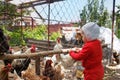 A small child in a red suit and white hat is looking at chickens and a rooster in a chicken coop on a farm