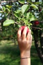 Small child's hand reaching up to pick an apple Royalty Free Stock Photo