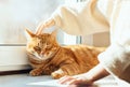 A small child`s hand is stroking the head of a contented yellow cat. A little girl is stroking a beautiful sleeping red cat. Orang Royalty Free Stock Photo