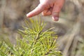 A small child`s index finger touches a sharp spruce needle