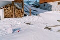 Small child sits in the snow and watches jumping striped cats near a wooden house. Back view