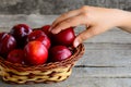 Small Child Takes A Ripe Plum. Fresh Plums In A Wicker Basket. Healthy Food For Children. Delicious Fresh Fruits For Children