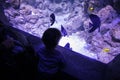 A small child watches fish in an aquarium. Oceanarium. Ocean fish in the aquarium. Nature protection concept. Happy child