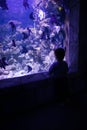 A small child watches fish in an aquarium. Oceanarium. Ocean fish in the aquarium. Nature protection concept. Happy child