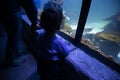 A small child watches fish in an aquarium. Oceanarium. Ocean fish in the aquarium. Nature protection concept. Happy child