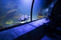 A small child watches fish in an aquarium. Oceanarium. Ocean fish in the aquarium. Nature protection concept. Happy child