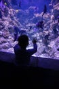 A small child watches fish in an aquarium. Oceanarium. Ocean fish in the aquarium. Nature protection concept. Happy child