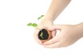 Small children hand hold a blossoming cucumber seedling. Seed germination. Child hand holding a sprout in egg with soil isolated o Royalty Free Stock Photo